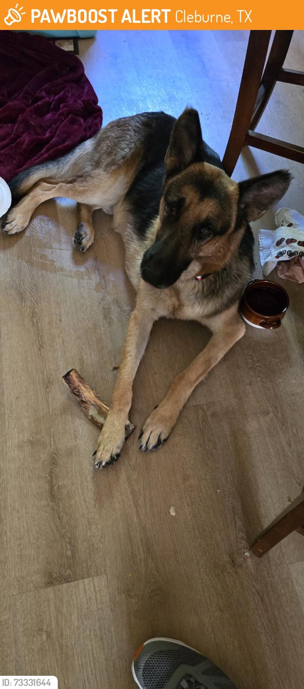 Found/Stray Male Dog last seen Woodard Ave, Cleburne, TX 76033