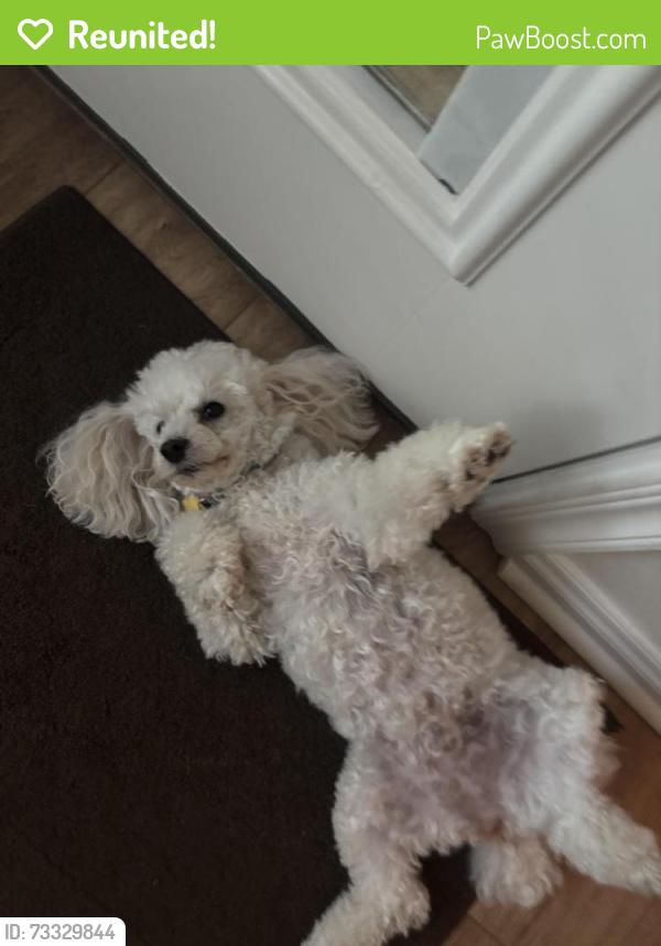 Reunited Female Dog last seen Covell Village Dr & Glen Cove Dr, Edmond, OK 73003
