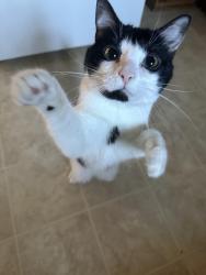 Lost Male Cat last seen The big patch of woods behind Steele Meadows Dr., Fort Mill, SC 29715