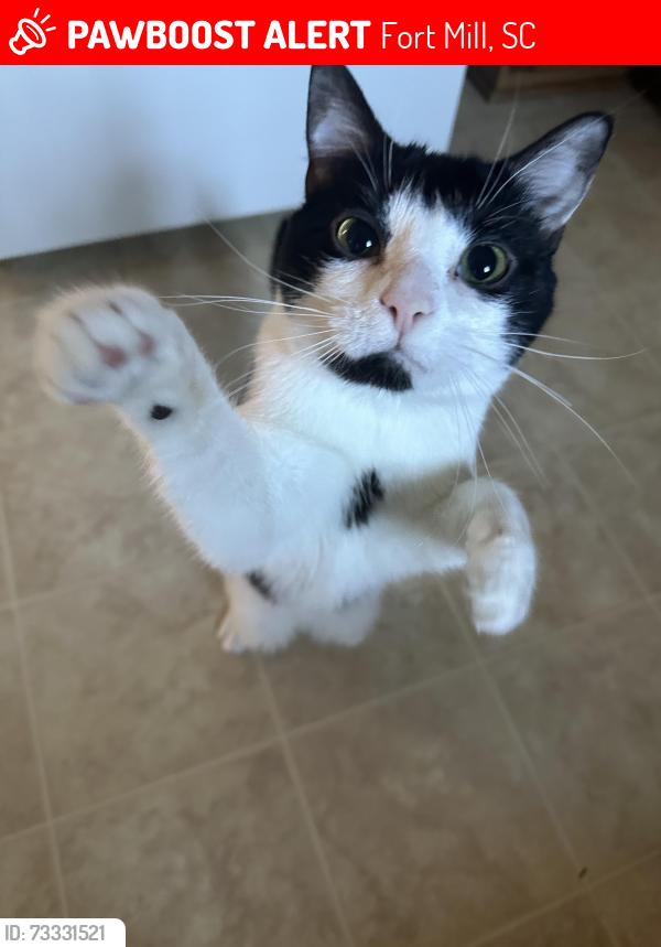 Lost Male Cat last seen The big patch of woods behind Steele Meadows Dr., Fort Mill, SC 29715