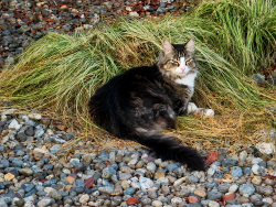 Lost Male Cat last seen Between 40th and 44th on 189th PL SW, Lynnwood, WA 98036
