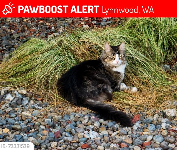 Lost Male Cat last seen Between 40th and 44th on 189th PL SW, Lynnwood, WA 98036