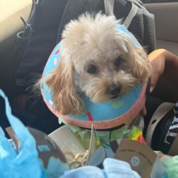 Lost Female Dog last seen William moss, Stockton, CA 95206