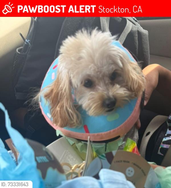 Lost Female Dog last seen William moss, Stockton, CA 95206