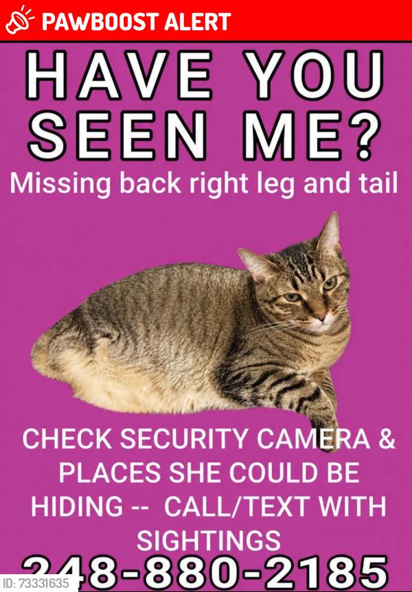 Lost Female Cat last seen White Tail Court and Deer Creek Circle in Plymouth, Plymouth Township, MI 48170