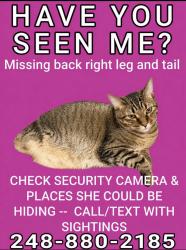 Lost Female Cat last seen White Tail Court and Deer Creek Circle in Plymouth, Plymouth Township, MI 48170