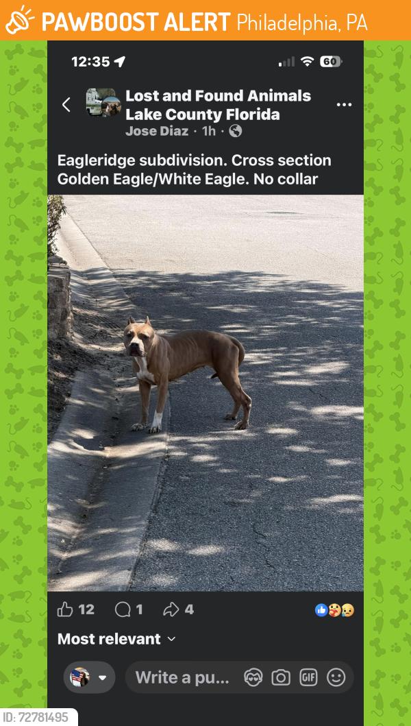 Found/Stray Female Dog last seen Golden Eagle and White Eagle (south Clermont), Philadelphia, PA 19135