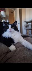 Reunited Male Cat last seen Erringer and Heywood St, Simi valley, ca, Simi Valley, CA 93065