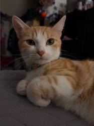 Lost Female Cat last seen By 27th st, Miami Gardens, FL 33056