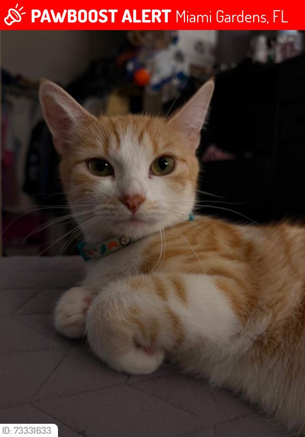 Lost Female Cat last seen By 27th st, Miami Gardens, FL 33056