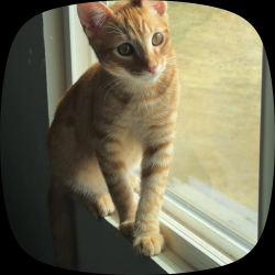Reunited Male Cat last seen Near Helene Way, Menifee, CA 92585, USA, Menifee, CA 92585