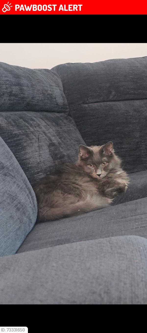 Lost Male Cat last seen Blake and 5th/6th Ave, South Milwaukee, WI 53172