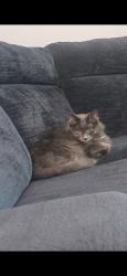 Lost Male Cat last seen Blake and 5th/6th Ave, South Milwaukee, WI 53172