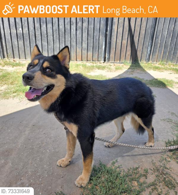 Found/Stray Male Dog last seen Near Pine Ave, Long Beach, CA 90813, Long Beach, CA 90813