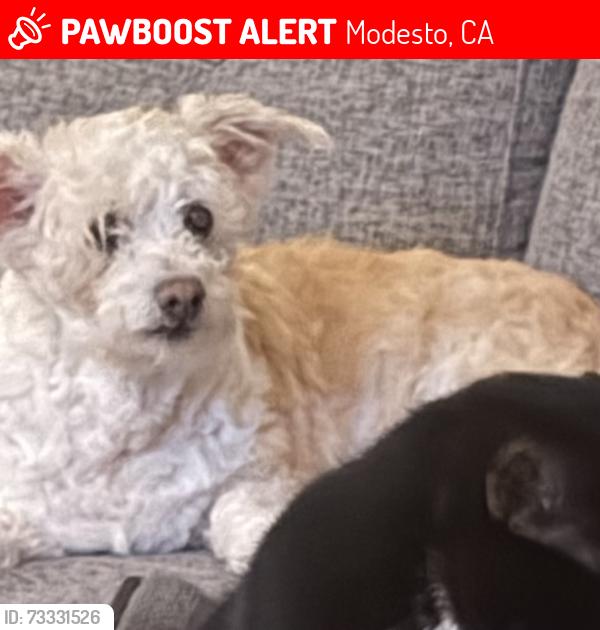 Lost Female Dog last seen Powell dr. And Goldie ave, Modesto, CA 95350