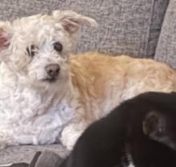 Lost Female Dog last seen Powell dr. And Goldie ave, Modesto, CA 95350
