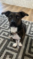 Lost Female Dog last seen Walters road, Houston, TX 77068