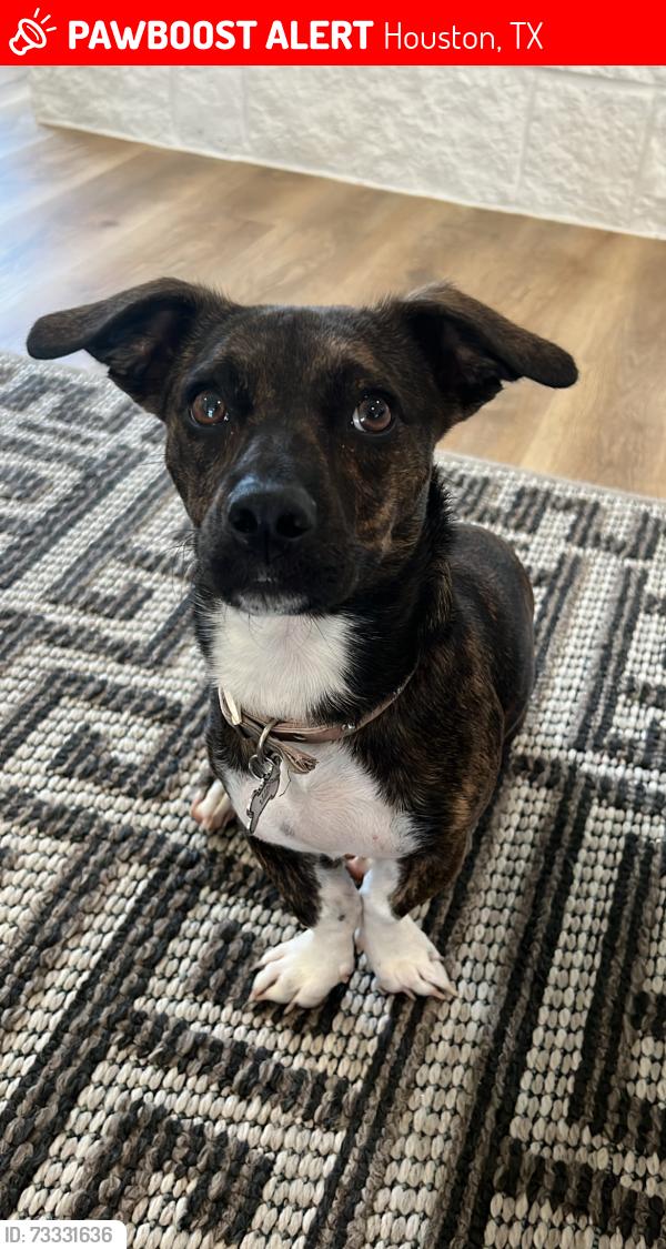 Lost Female Dog last seen Walters road, Houston, TX 77068