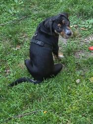 Lost Female Dog last seen D&W, Kalamazoo, MI 49008
