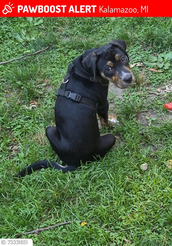 Lost Female Dog last seen D&W, Kalamazoo, MI 49008