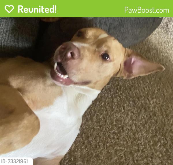 Reunited Male Dog last seen Near Manchester Dr, Shawnee, OK 74804, USA, Shawnee, OK 74804