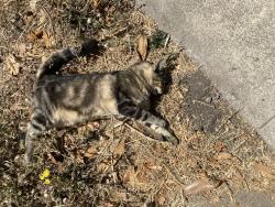 Found/Stray Unknown Cat last seen Near N. Park Victoria, Milpitas, Milpitas, CA 95035