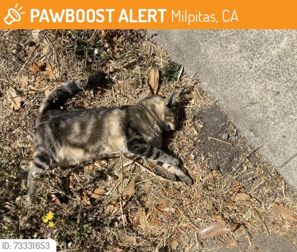 Found/Stray Unknown Cat last seen Near N. Park Victoria, Milpitas, Milpitas, CA 95035