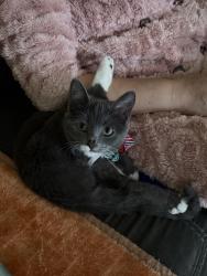 Lost Female Cat last seen Fort Yargo, Winder, GA 30680