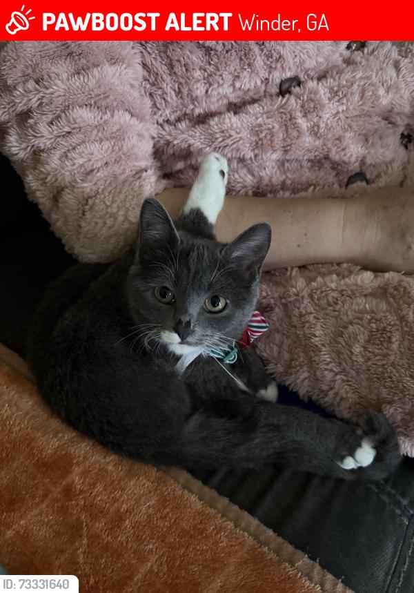 Lost Female Cat last seen Fort Yargo, Winder, GA 30680