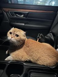 Reunited Male Cat last seen Emerson Ave, Los Angeles, CA 90045