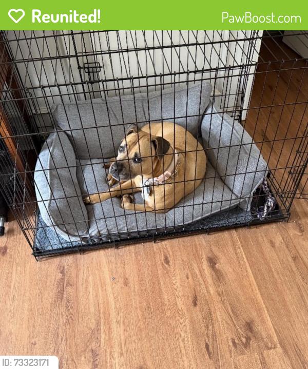 Reunited Female Dog last seen Milford Woods subdivision near Pair Road and Austell Road, Cobb County, GA 30008