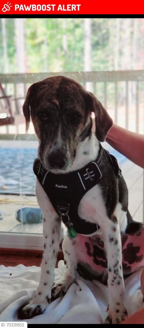 Lost Male Dog last seen Rt 30 near Colosse Baptist Church, King William County, VA 23181