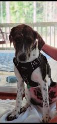 Lost Male Dog last seen Rt 30 near Colosse Baptist Church, King William County, VA 23181
