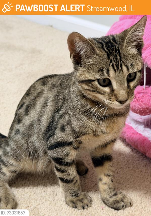 Found/Stray Female Cat last seen Wisteria dr, Streamwood, IL 60107