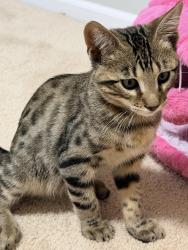 Found/Stray Female Cat last seen Wisteria dr, Streamwood, IL 60107