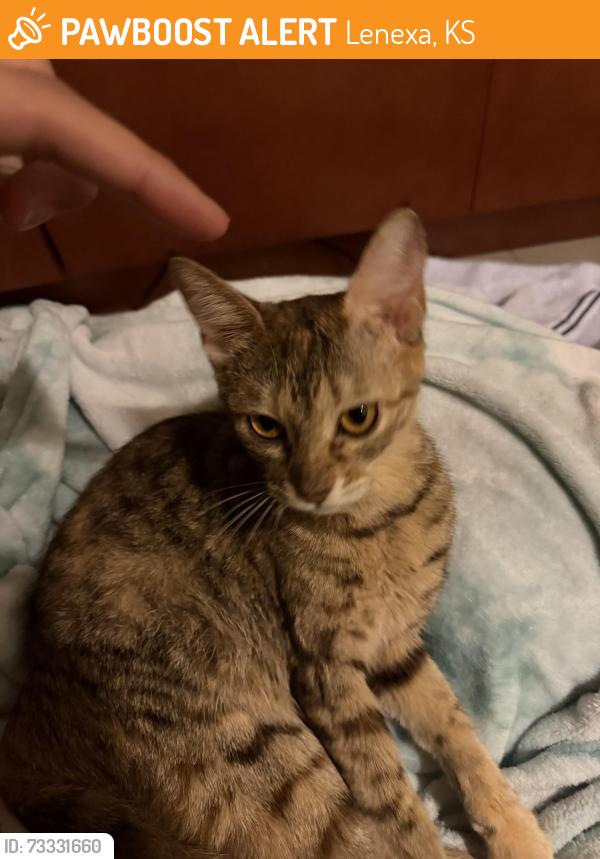 Found/Stray Female Cat last seen Outside Kiewit Engineering, Lenexa, KS 66219
