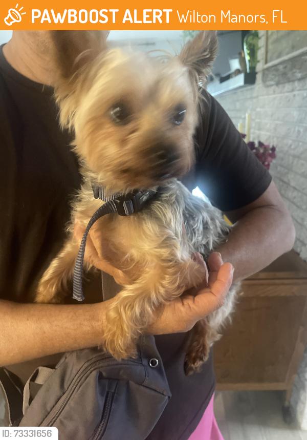 Found/Stray Male Dog last seen Don Eisley Park, Wilton Manors, FL 33311