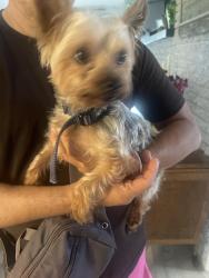 Found/Stray Male Dog last seen Don Eisley Park, Wilton Manors, FL 33311