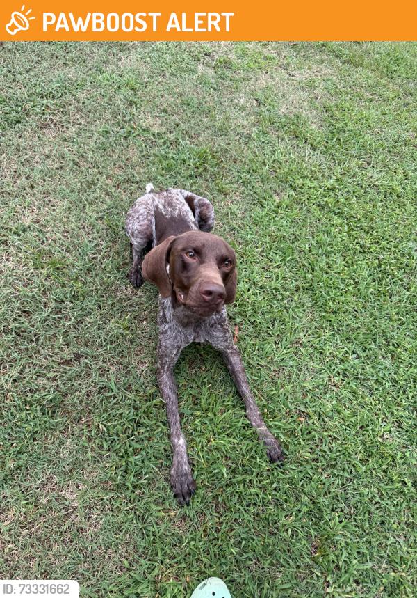 Found/Stray Unknown Dog last seen Buckhorn lake, New Sandy Hill Church Rd, NC 27880