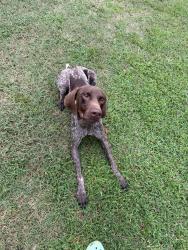 Found/Stray Unknown Dog last seen Buckhorn lake, New Sandy Hill Church Rd, NC 27880