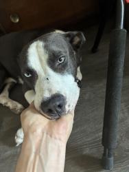 Found/Stray Female Dog last seen Pleasant Valley Rd. between Franklin Park Dr. and Teri Rd., Austin, TX 78744