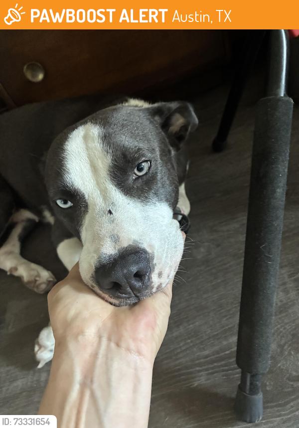 Found/Stray Female Dog last seen Pleasant Valley Rd. between Franklin Park Dr. and Teri Rd., Austin, TX 78744