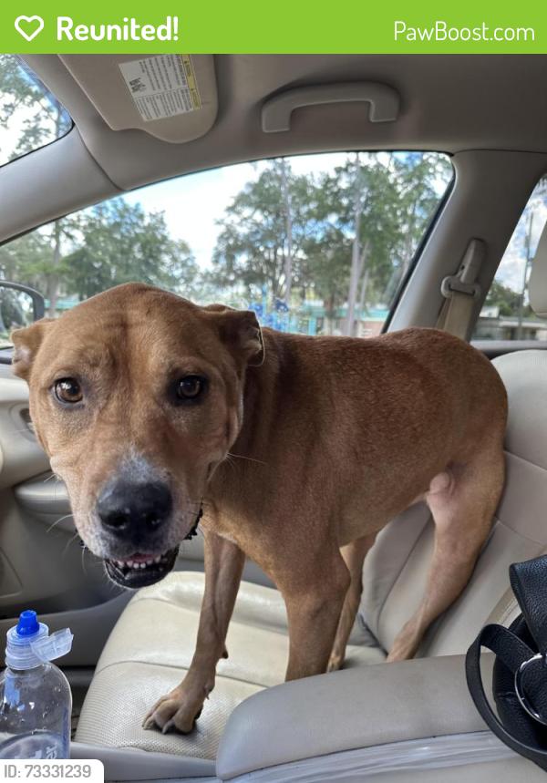 Reunited Female Dog last seen Down from Ruediger Elementary School, Tallahassee, FL 32303