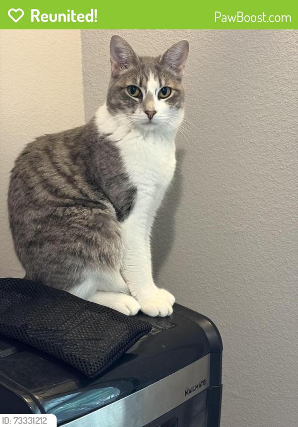 Reunited Female Cat last seen Near N Boston Ave, Tulsa, OK 74106, USA, Tulsa, OK 74106