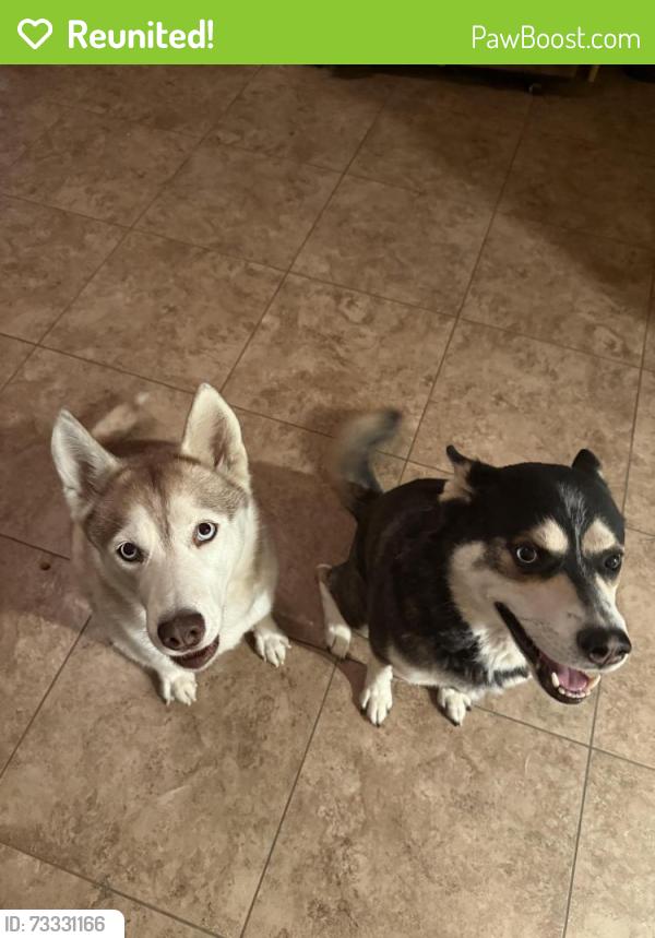 Reunited Male Dog last seen Panoramic Park, Cathedral City, CA 92234