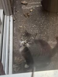 Found/Stray Unknown Cat last seen Uplands Road B21, Handsworth, England B21 8PY