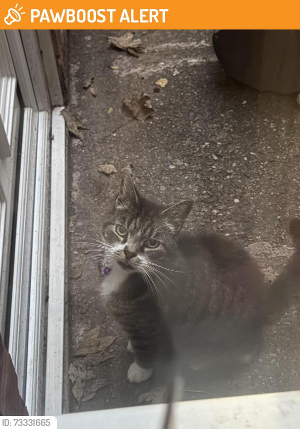 Found/Stray Unknown Cat last seen Uplands Road B21, Handsworth, England B21 8PY