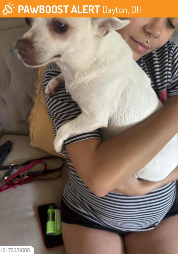 Found/Stray Male Dog last seen Hispanic neighborhood apmts, Dayton, OH 45402