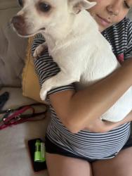Found/Stray Male Dog last seen Hispanic neighborhood apmts, Dayton, OH 45402
