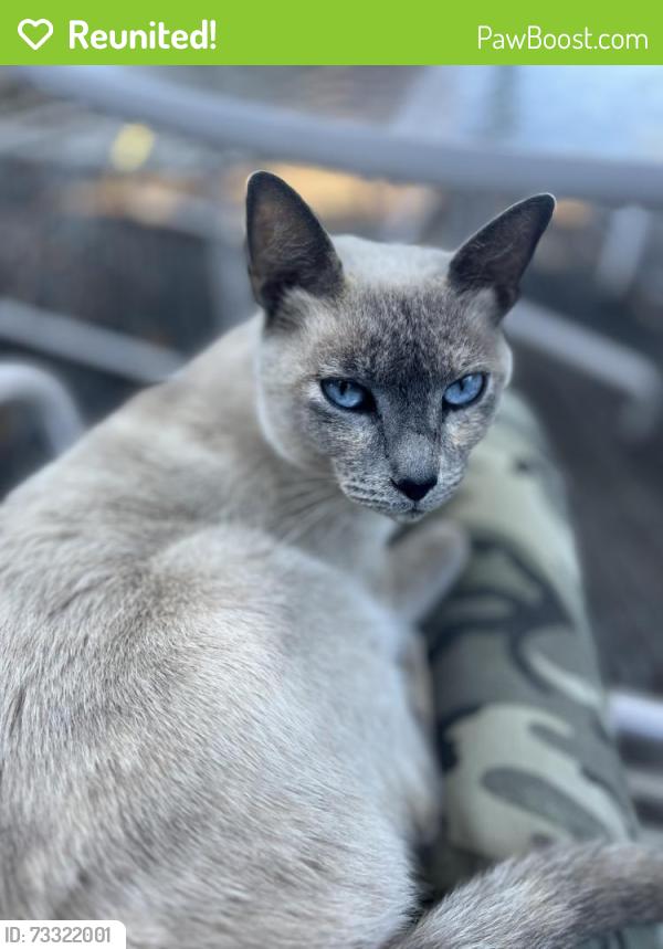 Reunited Female Cat last seen High Point Community Crbter, Seattle, WA 98126